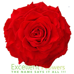 Jumbo rose: Bright Red Rose Jumbo