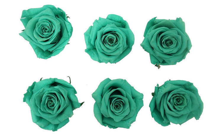 Medium: Sea Green Preserved Rose * Box of 6 Preserved Rose Heads