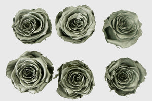 Large: Silver Preserved Large Rose * Box of 6 Preserved Rose Heads