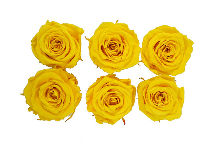 Medium: Sun Yellow Preserved  Rose * Box of 6 Preserved Rose Heads