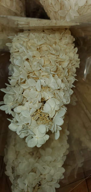 Hydrangeas: Pure White Preserved Hydrangea * Box of 1 Preserved Hydrangea Head