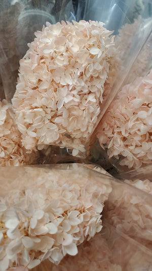 Hydrangeas: Light Pink Preserved Hydrangea * Box of 10 Preserved Hydrangea Head