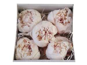 Peonies: Light Pink Preserved Peonies * Box of 10 Preserved Peonie Heads