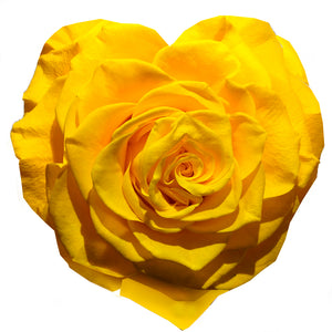 Heart rose: Sun Yellow Heart Shape Jumbo