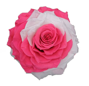 Jumbo rose: Bicolor Pink and White