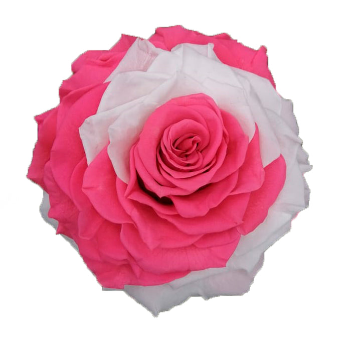 Jumbo rose: Bicolor Pink and White