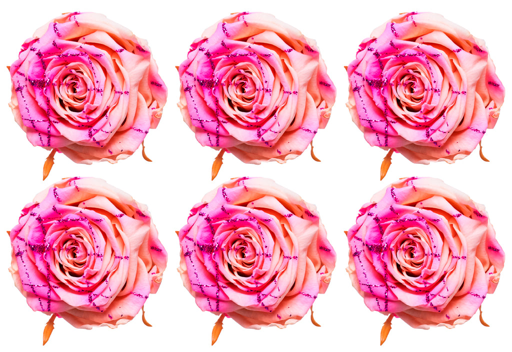 Medium: Bicolor Pink and Peach Festiva  Preserved Rose * Box of 6 Preserved Rose Heads
