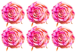 Medium: Bicolor Pink and Peach Festiva  Preserved Rose * Box of 6 Preserved Rose Heads