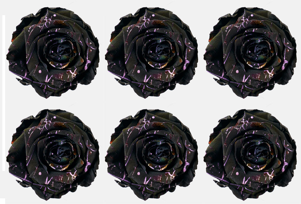 Medium: Black Night Festiva  Preserved Rose * Box of 6 Preserved Rose Heads
