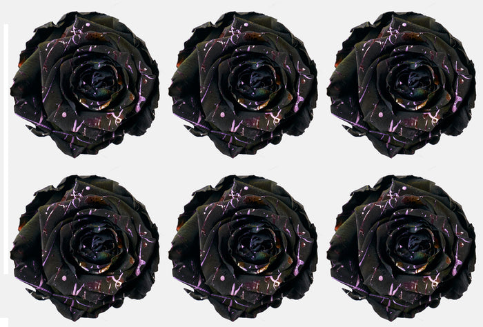 Medium: Black Night Festiva  Preserved Rose * Box of 6 Preserved Rose Heads