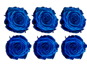 Medium: Blue Metallic  Preserved Rose * Box of 6 Preserved Rose Heads