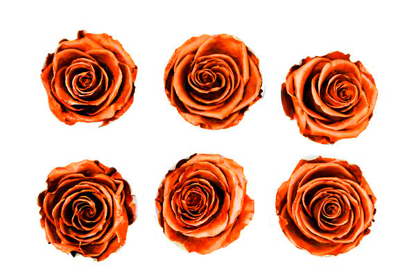 Medium: Bright Orange Metallic  Preserved Rose * Box of 6 Preserved Rose Heads
