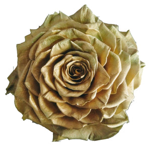 Jumbo rose:  Metallic Pearl Chocolate Jumbo Rose