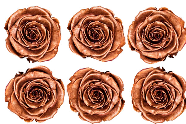 Medium: Cobre Metallic Preserved Rose * Box of 6 Preserved Rose Heads