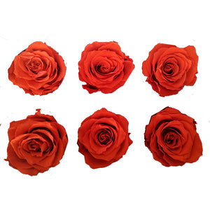 Large: Dark Orange *Box of 6 Preserved Rose Heads