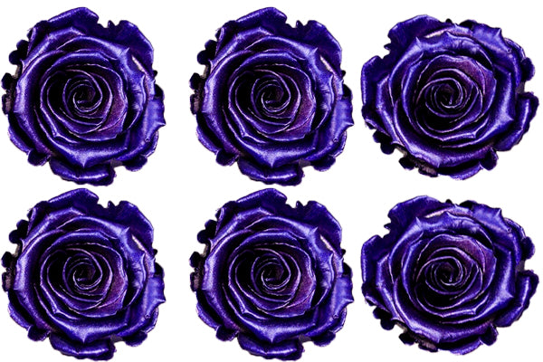 Medium: Dark Purple Metallic  Preserved Rose * Box of 6 Preserved Rose Heads