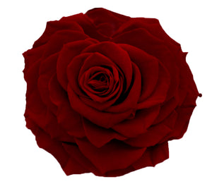 Jumbo rose: Dark Red Rose Jumbo