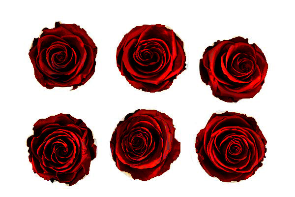 Medium: Dark Red Metallic  Preserved Rose * Box of 6 Preserved Rose Heads