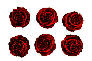 Medium: Dark Red Metallic  Preserved Rose * Box of 6 Preserved Rose Heads