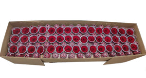 Bulk Box:  Dark red  Preserved Medium Rose  *Box of 327 Preserved Rose Heads