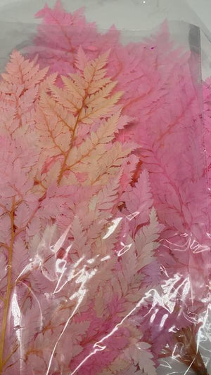 Stuff: Pink Ferns  I 30 bunches pack