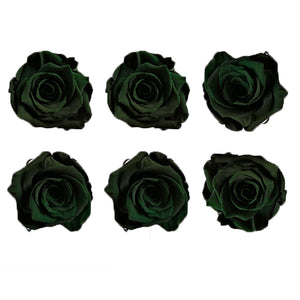 Large: Forest Green Preserved Rose  *Box of 6 Preserved Rose Heads