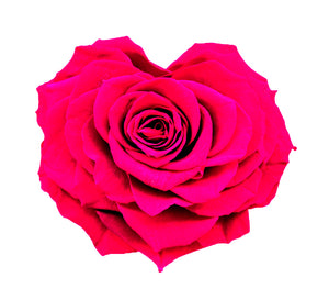 Heart rose: Fuchsia Heart Shape Jumbo Preserved Rose