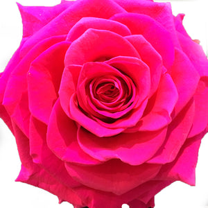 Jumbo rose: Fuchsia Jumbo Rose