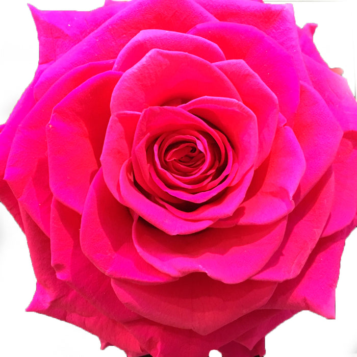Jumbo rose: Fuchsia Jumbo Rose