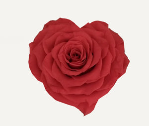 Heart rose: Red Coral Heart Shape Jumbo Preserved Rose
