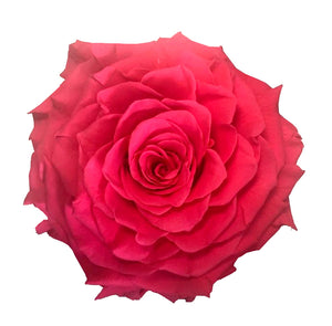 Jumbo rose: Hot Pink Jumbo