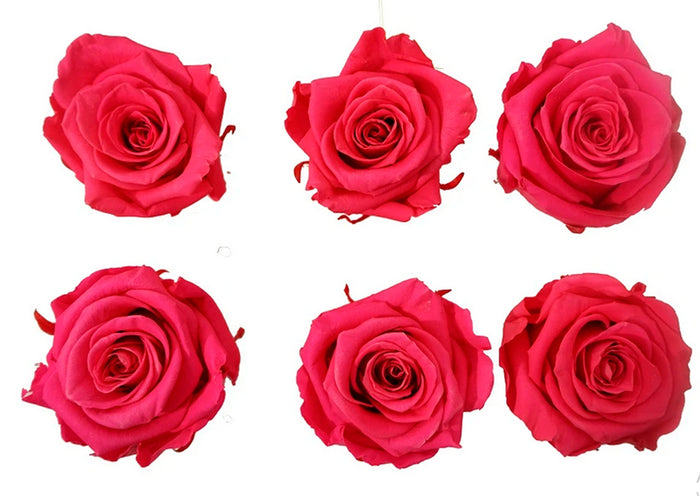 Medium: Fuchsia Preserved * Box of 6 Preserved Rose Heads