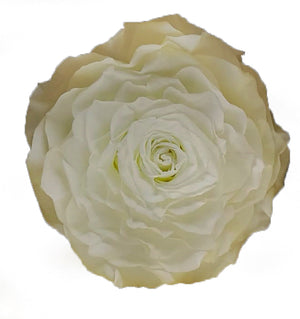 Jumbo rose: Ivory Jumbo Rose