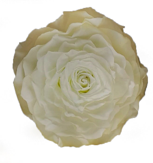 Jumbo rose: Ivory Jumbo Rose