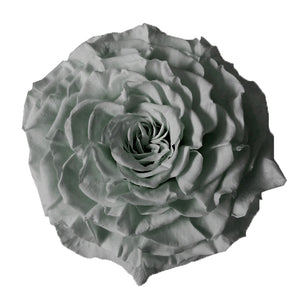 Jumbo rose: Grey Jumbo