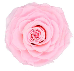 Jumbo rose: Light Pink Jumbo