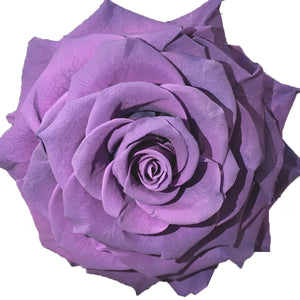 Jumbo rose: Lavender Jumbo Rose