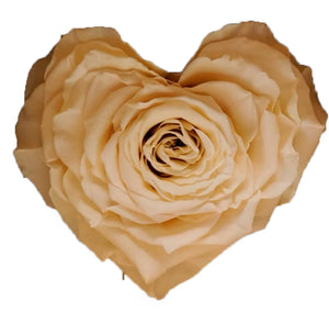 Heart rose: Light Peach Heart Shape Jumbo