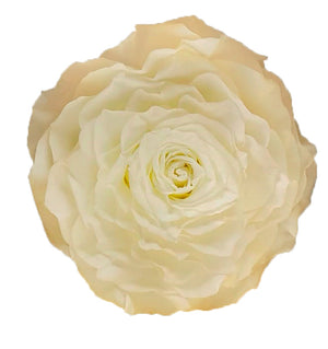 Jumbo rose: Light Peach Jumbo Rose