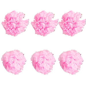 Carnations: Light Pink Preserved Carnation * Box of 6 Preserved Carnation Heads