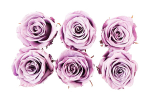 Large: Lilac Preserved Rose * Box of 6 Preserved Rose Heads