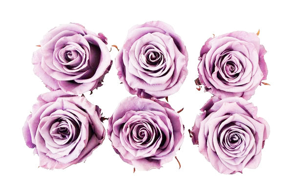 Large: Lilac Preserved Rose * Box of 6 Preserved Rose Heads