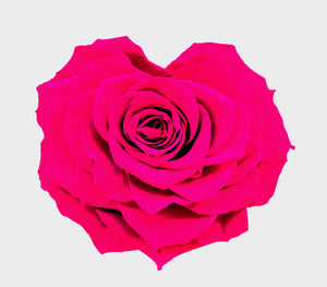 Heart rose: Magenta Heart Shape Jumbo Preserved Rose