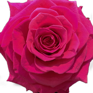 Jumbo rose: Magenta Rose Jumbo