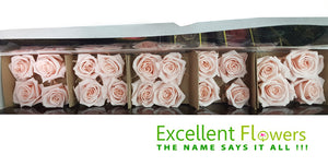 Mini Roses: Blush Pink  Preserved Mini Rose * Box of 20 Preserved Rose Heads