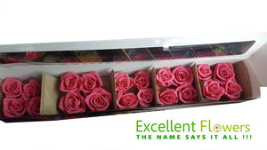 Mini Roses: Pink  Preserved Mini Rose * Box of 20 Preserved Rose Heads