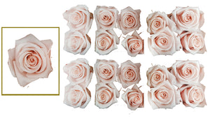 Mini Roses: Blush Pink  Preserved Mini Rose * Box of 20 Preserved Rose Heads