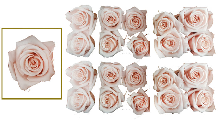 Mini Roses: Blush Pink  Preserved Mini Rose * Box of 20 Preserved Rose Heads