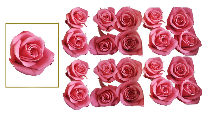 Mini Roses: Pink  Preserved Mini Rose * Box of 20 Preserved Rose Heads