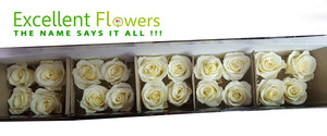 Mini Roses: White Chocolate  Preserved Mini Rose * Box of 20 Preserved Rose Heads